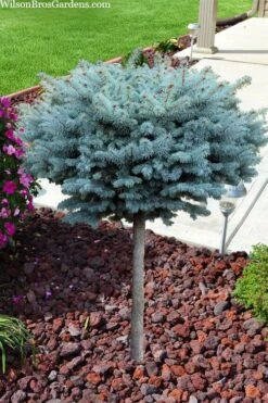 Dwarf Globe Blue Spruce Topiary Tree (Picea Pungens 'Globosa') - 5 Gallon Pot 10 Dwarf Globe Blue Spruce Topiary Tree (Picea Pungens 'Globosa') - 5 Gallon Pot -Flowers World Shop picea pungens glauca globosa dwarf globe colorado blue spruce topiary tree 2