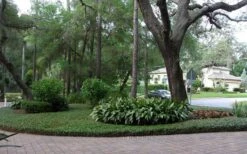 Asian Jasmine (Trachelospermum Asiaticum) - 36 Pack Of 3.5" Pint Pots -Flowers World Shop picture asian jasmine 8 1