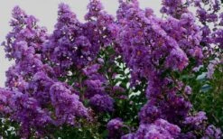 Twilight Purple Crape Myrtle (Single Trunk Tree) - 3 Gallon Pot -Flowers World Shop picture crape myrtle twilight 1 1
