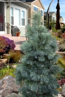 Tip Top Dwarf Columnar Swiss Stone Pine (Pinus Cembra) - 5 Gallon Pot -Flowers World Shop pinus cembra tip top swiss stone pine 6