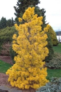 Chief Joseph Golden Lodgepole Pine (Pinus Contorta) - 2 Gallon Pot 11 Chief Joseph Golden Lodgepole Pine (Pinus Contorta) - 2 Gallon Pot -Flowers World Shop pinus contorta chief joseph golden lodgepole pine 21