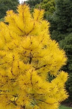 Chief Joseph Golden Lodgepole Pine (Pinus Contorta) - 2 Gallon Pot 12 Chief Joseph Golden Lodgepole Pine (Pinus Contorta) - 2 Gallon Pot -Flowers World Shop pinus contorta chief joseph golden lodgepole pine 3