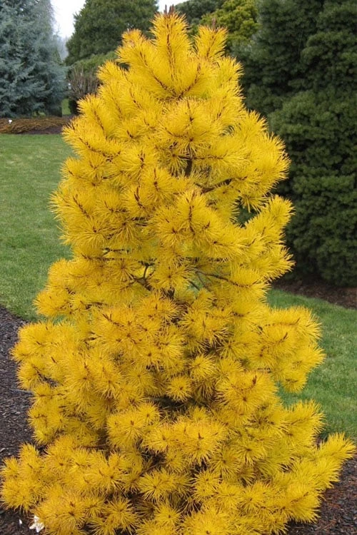 Chief Joseph Golden Lodgepole Pine (Pinus Contorta) - 2 Gallon Pot 3 Chief Joseph Golden Lodgepole Pine (Pinus Contorta) - 2 Gallon Pot