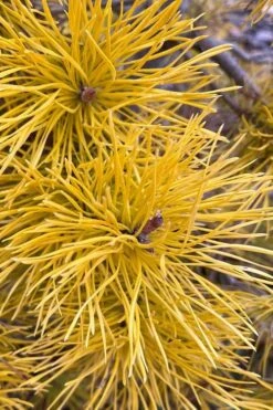 Chief Joseph Golden Lodgepole Pine (Pinus Contorta) - 2 Gallon Pot 13 Chief Joseph Golden Lodgepole Pine (Pinus Contorta) - 2 Gallon Pot -Flowers World Shop pinus contorta chief joseph golden lodgepole pine 6