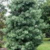Silveray Korean Pine (Pinus Koraiensis) - 3 Gallon Pot -Flowers World Shop pinus koraiensis silveray korean pine 1