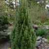 Frank's Columnar Austrian Black Pine (Pinus Nigra) - 5 Gallon Pot -Flowers World Shop pinus nigra frank columnar austrian pine 2