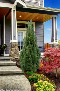 Frank's Columnar Austrian Black Pine (Pinus Nigra) - 5 Gallon Pot -Flowers World Shop pinus nigra frank columnar austrian pine 3