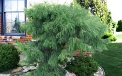 Angel Falls Weeping Eastern White Pine - 7 Gallon Pot (5-6') -Flowers World Shop pinus strobus angel falls white pine 3 1