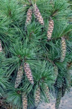 Coney Island White Pine - 2 Gallon Pot -Flowers World Shop pinus strobus coney island white pine 11