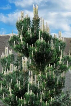 Kotobuki Japanese Black Pine (Pinus Thunbergii) - 5 Gallon Pot -Flowers World Shop pinus thunbergii kotobuki japanese black pine 2