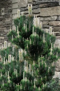 Kotobuki Japanese Black Pine (Pinus Thunbergii) - 5 Gallon Pot -Flowers World Shop pinus thunbergii kotobuki japanese black pine 3