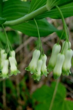 Jinguji Red Stem Solomon's Seal (Polygonatum) - 1 Gallon Pot -Flowers World Shop polygonatum biflorum solomons seal 16