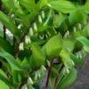 Jinguji Red Stem Solomon's Seal (Polygonatum) - 1 Gallon Pot -Flowers World Shop polygonatum jinguji solomons seal 1