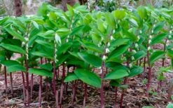 Jinguji Red Stem Solomon's Seal (Polygonatum) - 1 Gallon Pot -Flowers World Shop polygonatum jinguji solomons seal 3