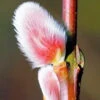 French Pink Pussy Willow - 3 Gallon Pot 2 French Pink Pussy Willow - 3 Gallon Pot -Flowers World Shop pussy willow french pink 20