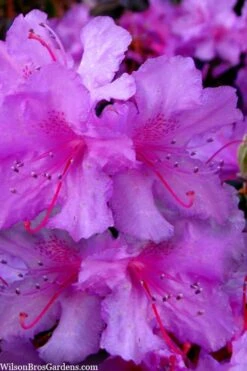 Abbey's Re-View Evergreen Native Azalea - 3 Gallon Pot 13 Abbey's Re-View Evergreen Native Azalea - 3 Gallon Pot -Flowers World Shop rhododendron abbeys review evergreen native azalea 3