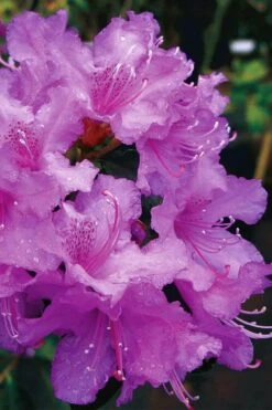 Abbey's Re-View Evergreen Native Azalea - 3 Gallon Pot 11 Abbey's Re-View Evergreen Native Azalea - 3 Gallon Pot -Flowers World Shop rhododendron abbeys review evergreen native azalea 6