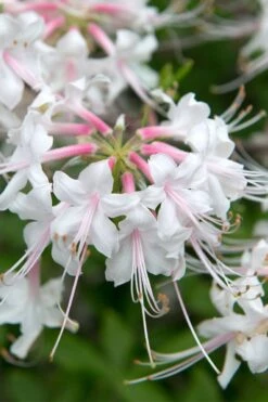 White Alabama Native Azalea (Rhododendron Alabamense) - 3 Gallon Pot -Flowers World Shop rhododendron alabamense alabama native azalea 3