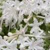 White Alabama Native Azalea (Rhododendron Alabamense) - 3 Gallon Pot -Flowers World Shop rhododendron alabamense alabama native azalea 5