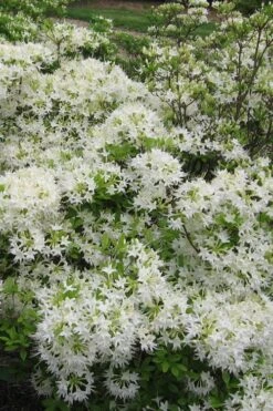 White Alabama Native Azalea (Rhododendron Alabamense) - 3 Gallon Pot -Flowers World Shop rhododendron alabamense alabama native azalea 6