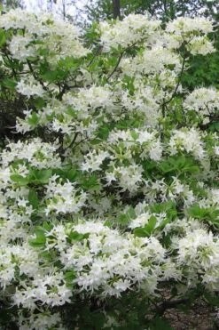 White Alabama Native Azalea (Rhododendron Alabamense) - 3 Gallon Pot -Flowers World Shop rhododendron alabamense alabama native azalea 8