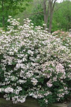 Coastal Azalea (Rhododendron Atlanticum) - 3 Gallon Pot -Flowers World Shop rhododendron atlanticum coastal azalea 1