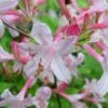 Coastal Azalea (Rhododendron Atlanticum) - 3 Gallon Pot -Flowers World Shop rhododendron atlanticum coastal azalea 6