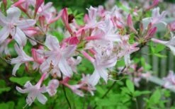 Coastal Azalea (Rhododendron Atlanticum) - 3 Gallon Pot -Flowers World Shop rhododendron atlanticum coastal azalea 7