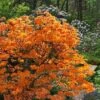 Andrew J. Boike Alabama Flame Native Azalea Azalea - 3 Gallon Pot -Flowers World Shop rhododendron austrinum andrew j boike native azalea 10