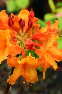 Andrew J. Boike Alabama Flame Native Azalea Azalea - 3 Gallon Pot -Flowers World Shop rhododendron austrinum andrew j boike native azalea 5