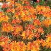 Florida Flame Native Azalea (Rhododendron Austrinum) - 3 Gallon Pot -Flowers World Shop rhododendron austrinum florida flame native azalea 11