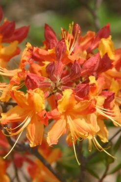 Florida Flame Native Azalea (Rhododendron Austrinum) - 3 Gallon Pot -Flowers World Shop rhododendron austrinum florida flame native azalea 5