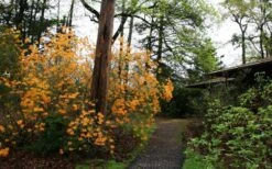 Florida Flame Native Azalea (Rhododendron Austrinum) - 3 Gallon Pot -Flowers World Shop rhododendron austrinum florida flame native azalea 8