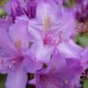 Boursault Catawba Rhododendron - 1 Gallon Pot -Flowers World Shop rhododendron boursault 5