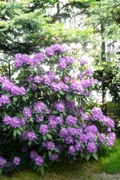 Boursault Catawba Rhododendron - 1 Gallon Pot -Flowers World Shop rhododendron boursault 6