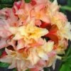 Cannon's Double Exbury Azalea (Rhdodendron) - 2 Gallon Pot -Flowers World Shop rhododendron cannons double azalea 1