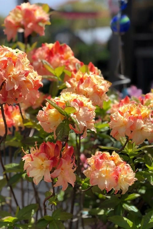 Cannon's Double Exbury Azalea (Rhdodendron) - 2 Gallon Pot 6 Cannon's Double Exbury Azalea (Rhdodendron) - 2 Gallon Pot - Image 4