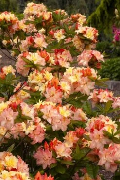 Cannon's Double Exbury Azalea (Rhdodendron) - 2 Gallon Pot 11 Cannon's Double Exbury Azalea (Rhdodendron) - 2 Gallon Pot -Flowers World Shop rhododendron cannons double azalea 3