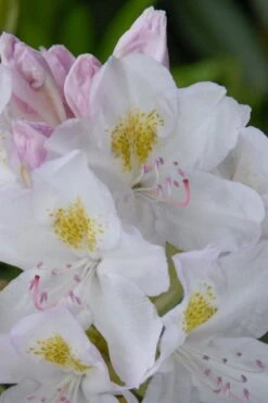 White Catawba Rhododendron - 3 Gallon Pot -Flowers World Shop rhododendron catawbiense album white catawba 1