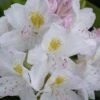White Catawba Rhododendron - 3 Gallon Pot 1 White Catawba Rhododendron - 3 Gallon Pot -Flowers World Shop rhododendron catawbiense album white catawba 2