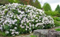 White Catawba Rhododendron - 3 Gallon Pot -Flowers World Shop rhododendron catawbiense album white catawba 3