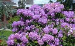 Grandiflorum Catawba Rhododendron - 3 Gallon Pot -Flowers World Shop rhododendron catawbiense grandiflorum 1