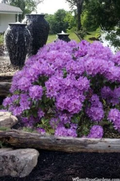 Grandiflorum Catawba Rhododendron - 3 Gallon Pot -Flowers World Shop rhododendron catawbiense grandiflorum 100