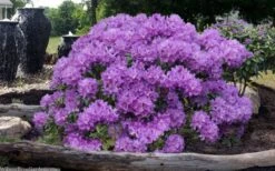 Grandiflorum Catawba Rhododendron - 3 Gallon Pot -Flowers World Shop rhododendron catawbiense grandiflorum 101