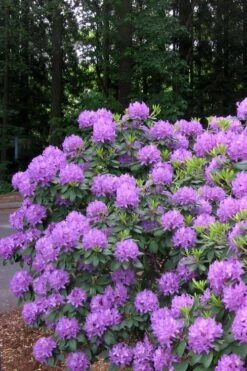 Grandiflorum Catawba Rhododendron - 3 Gallon Pot -Flowers World Shop rhododendron catawbiense grandiflorum 6