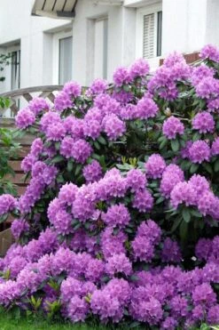 Grandiflorum Catawba Rhododendron - 3 Gallon Pot -Flowers World Shop rhododendron catawbiense grandiflorum 7