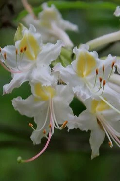 Coleman's Native Azalea (Rhododendron Colemanii 'Multiflora') - 3 Gallon Pot 10 Coleman's Native Azalea (Rhododendron Colemanii 'Multiflora') - 3 Gallon Pot -Flowers World Shop rhododendron colemanii multiflora colemans native azalea 1