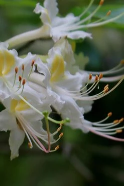 Coleman's Native Azalea (Rhododendron Colemanii 'Multiflora') - 3 Gallon Pot 11 Coleman's Native Azalea (Rhododendron Colemanii 'Multiflora') - 3 Gallon Pot -Flowers World Shop rhododendron colemanii multiflora colemans native azalea 2