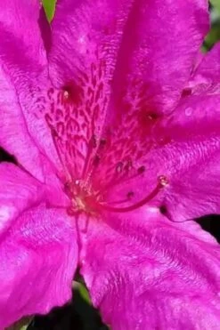 Congo Purple Azalea - 3 Gallon Pot -Flowers World Shop rhododendron congo robin hill hybrid azalea 1