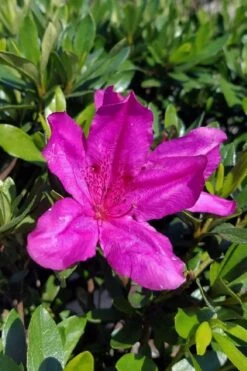 Congo Purple Azalea - 3 Gallon Pot -Flowers World Shop rhododendron congo robin hill hybrid azalea 3